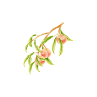 Peach | Deciduous Plants Names