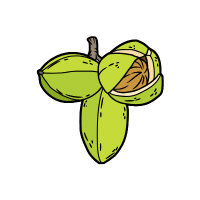 Pecan | Hard Fruits Names