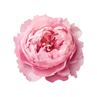 Peony | Deciduous Plants Names