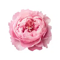 Peony | Deciduous Plants Names
