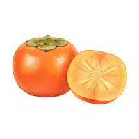Persimmon | Soft Fruits Names