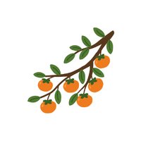 Persimmon | Deciduous Plants Names