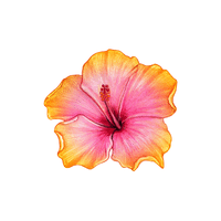 Petal | Climbing Plants Names