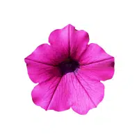 Petunia | Ornamental Plants Names