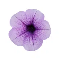 Petunia | Biennial Flowers Names