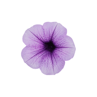 Petunia | Climbing Plants Names