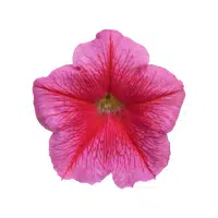Petunia | Annual Flowers Names