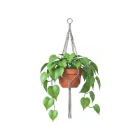 Philodendron | Ornamental Plants Names