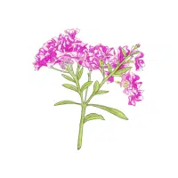 Phlox | Biennial Flowers Names