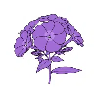 Phlox | Annual Flowers Names
