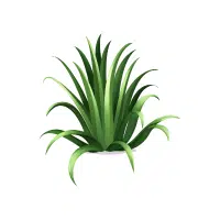 Pickerelweed | Aquatic Plants Names