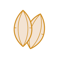 Pili Nut | Hard Fruits Names