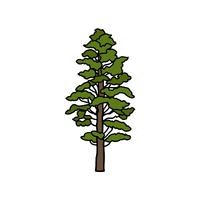 Pine | Climbing Plants Names