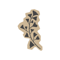 Plane | Deciduous Plants Names
