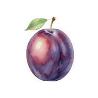 Plum | Stone Fruits Names