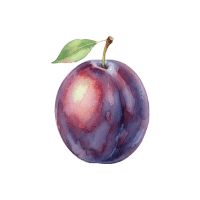 Plum | Orchard Fruit Names