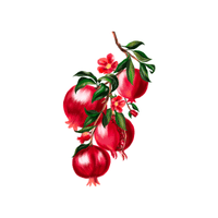 Pomegranate | Deciduous Plants Names