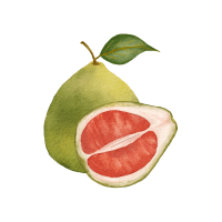 Pomelo | Orchard Fruit Names