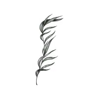 Pondweed | Aquatic Plants Names