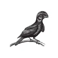 Poorwill | Nocturnal Birds Names