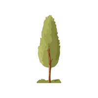 Poplar | Deciduous Plants Names