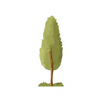 Poplar | Deciduous Plants Names