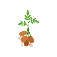 Potato