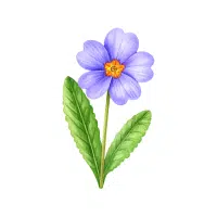 Primrose | Biennial Flowers Names