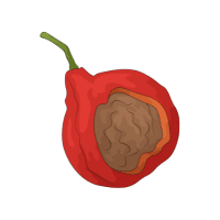 Quandong | Stone Fruits Names