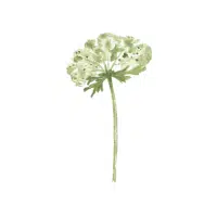 Queen Anne | Biennial Flowers Names