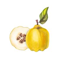 Quince | Orchard Fruit Names