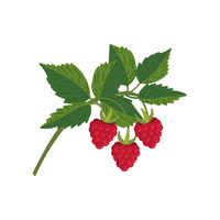 Raspberry | Deciduous Plants Names