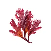 Red Algae | Aquatic Plants Names