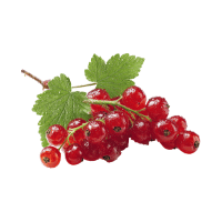 Red Currant | Berry Fruits Names