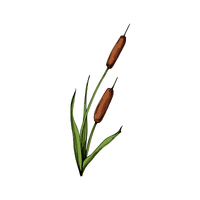 Reed