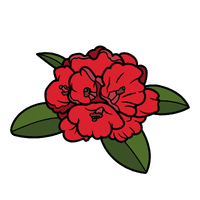 Rhododendron | Deciduous Plants Names