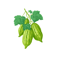 Ridge gourd | Vine Fruits Names