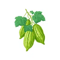 Ridge gourd | Vine Fruits Names