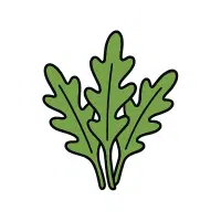 Rocket | Biennial Flowers Names
