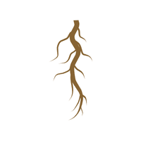 Root