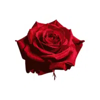 Rose | Ornamental Plants Names