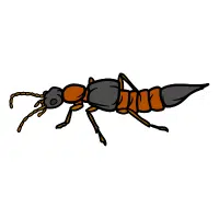 Rove Beetle | Nocturnal Insects Names