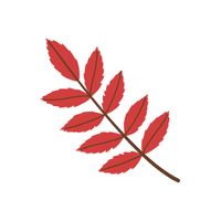 Rowan | Deciduous Plants Names