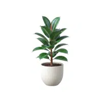 Rubber Plant | Ornamental Plants Names