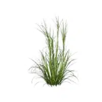 Rush | Aquatic Plants Names