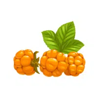 Salmonberry | Wild Fruits Names