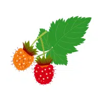 Salmonberry | Berry Fruits Names