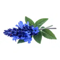 Salvia | Annual Flowers Names