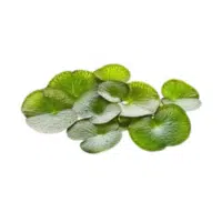 Salvinia | Aquatic Plants Names