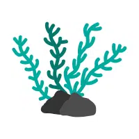 Sargassum | Aquatic Plants Names